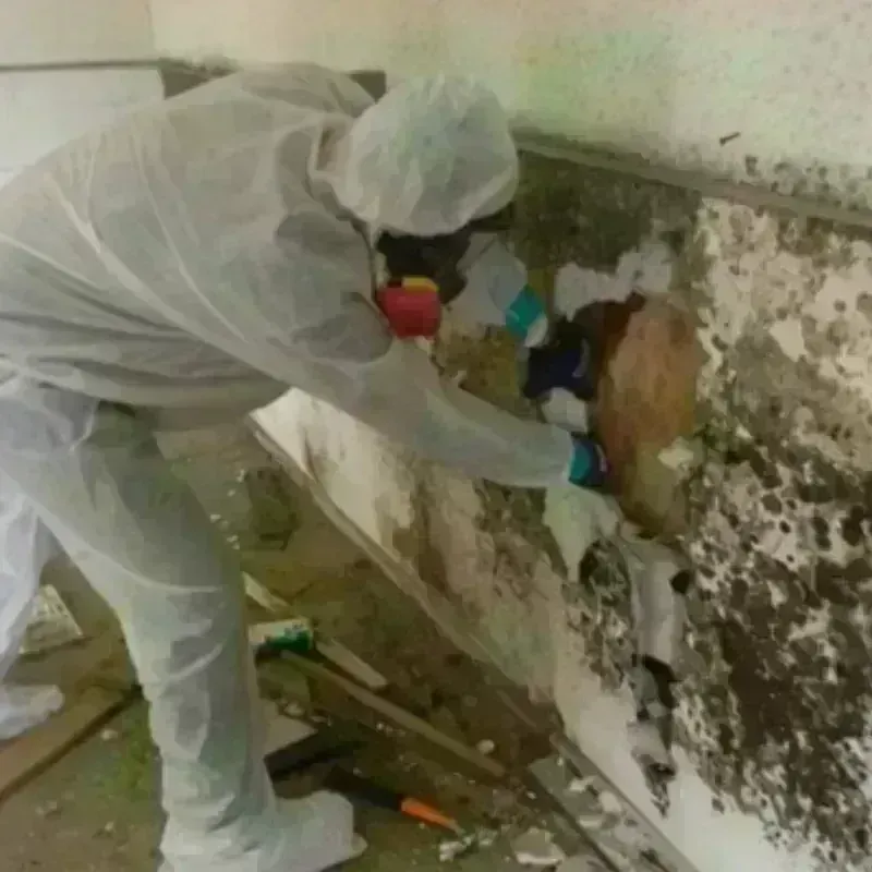 Mold Remediation and Removal in College Place, WA